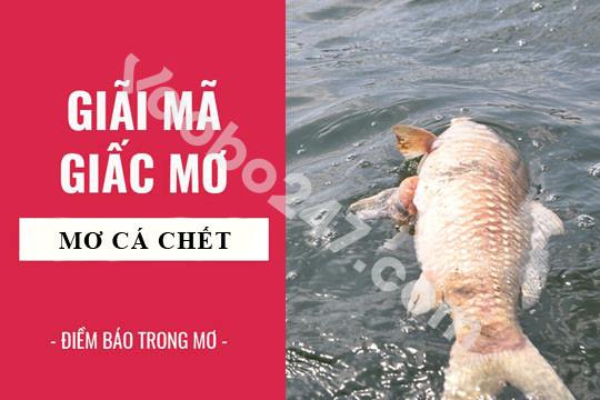 Chiêm bao thấy cá chết