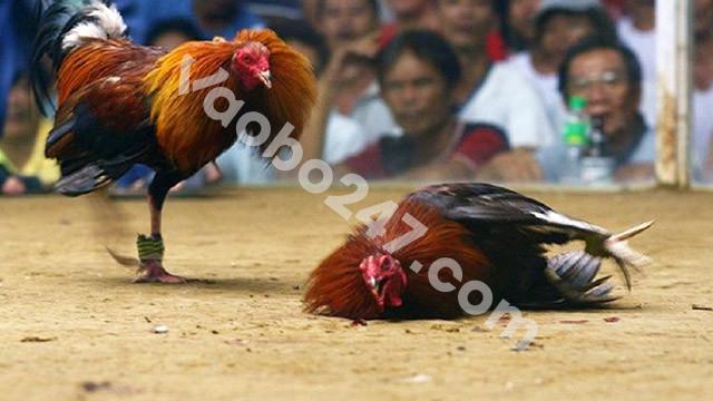 Bằng sự chuyên nghiệp, daga678 đã khẳng định được vị thế hàng đầu trên thị trường