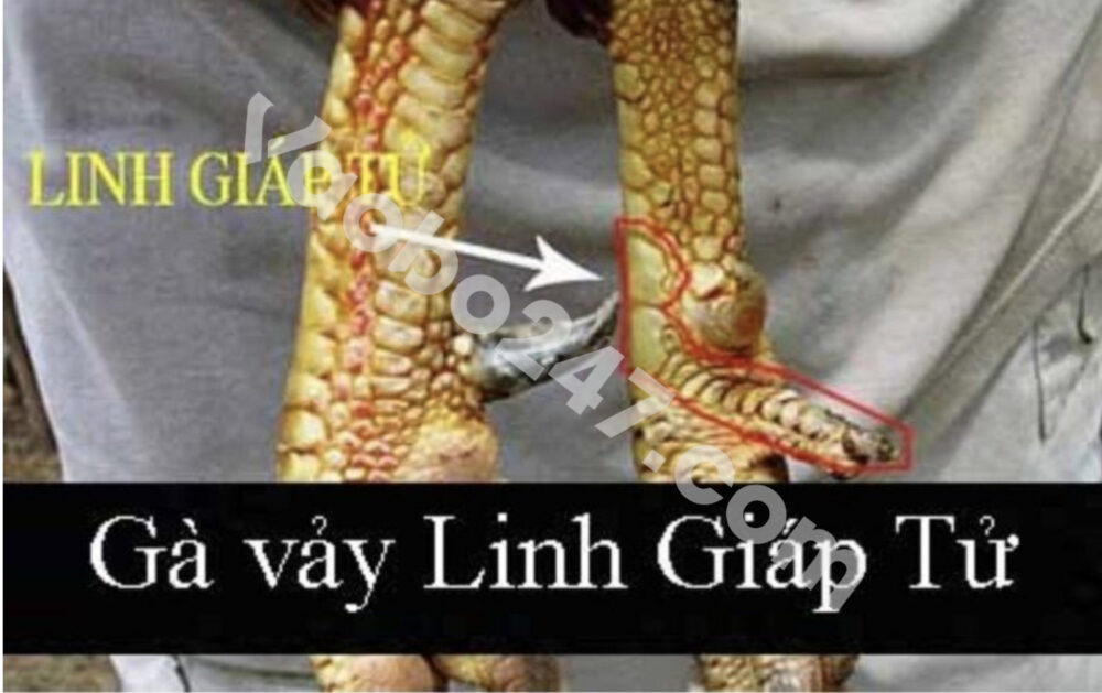 Mẫu vảy gà chọi độc linh giáp tử  