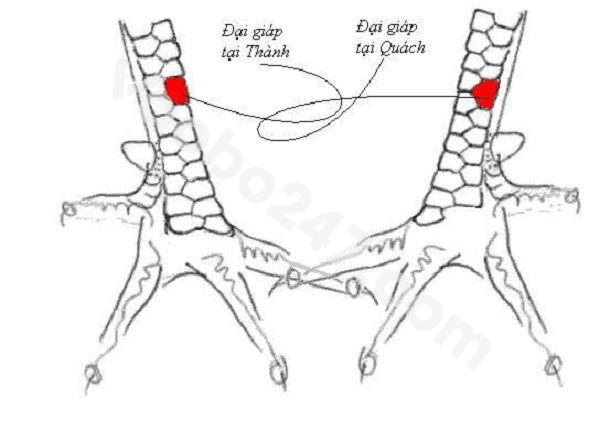 Mẫu vảy gà đại giáp nội và vảy gà đại giáp ngoại 