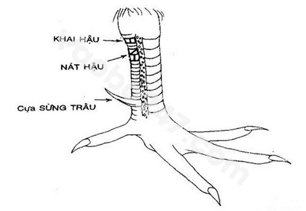 Mẫu vảy gà nát hậu - khai hậu 