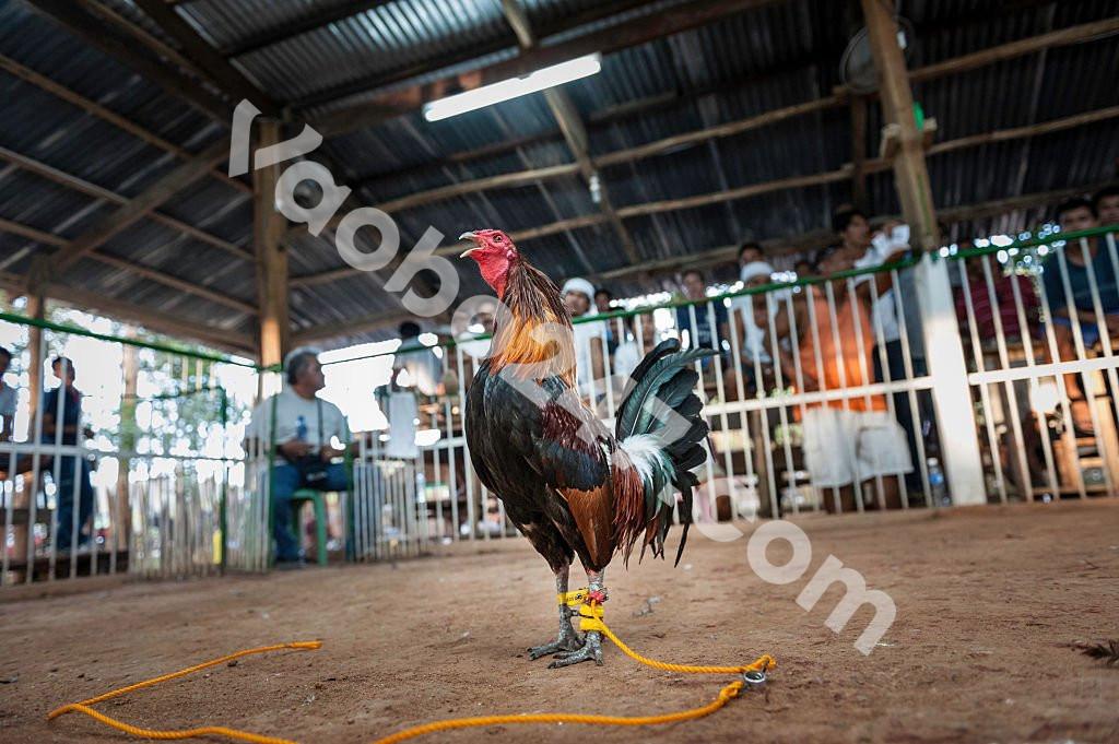 Mẹo chọn kèo đá gà giúp anh em cá cược luôn thắng